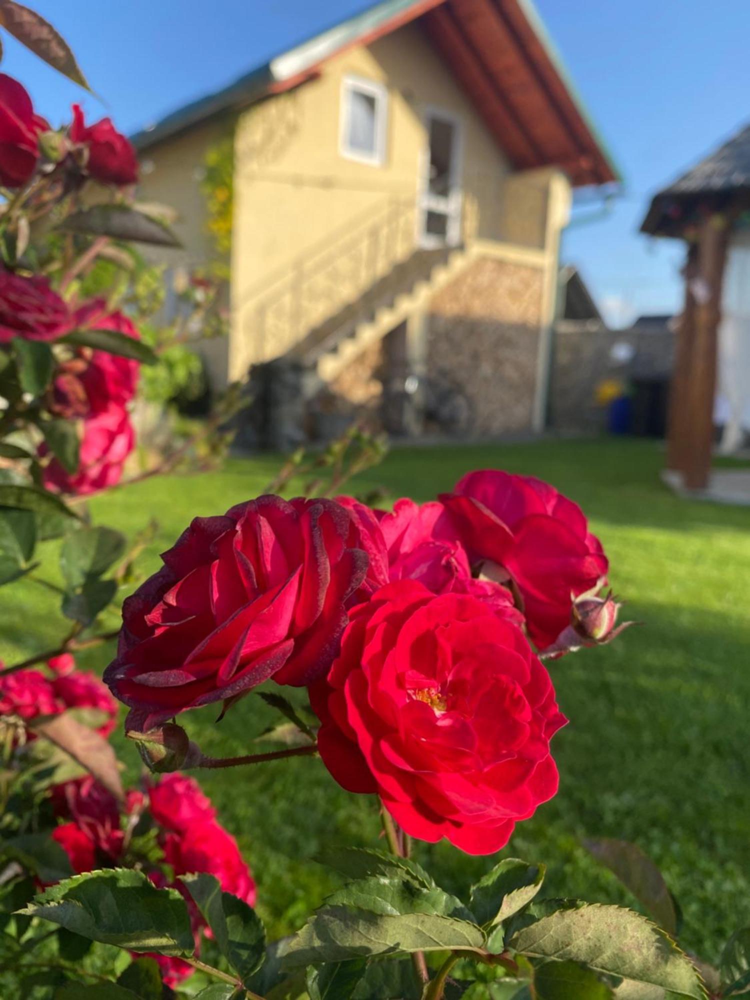 Casa Moldovan Ocna Şugatag Eksteriør billede